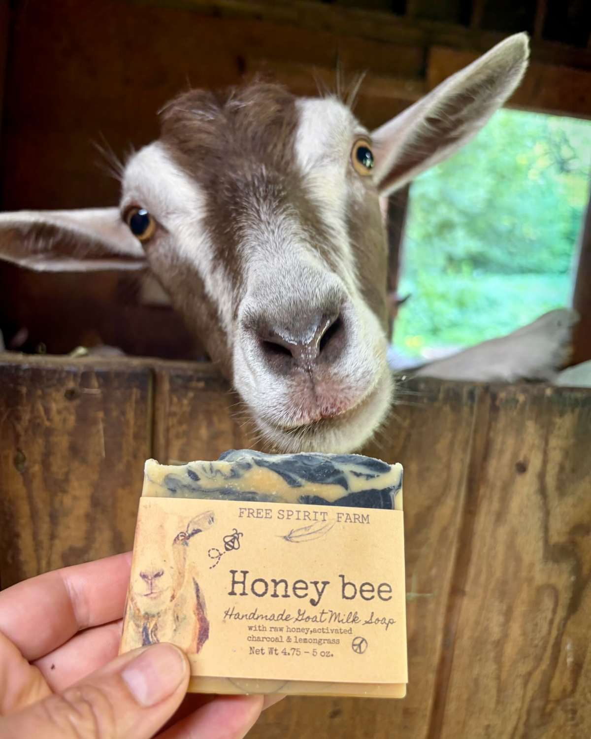 Goat looking at a honey bee-themed soap bar held by a hand.