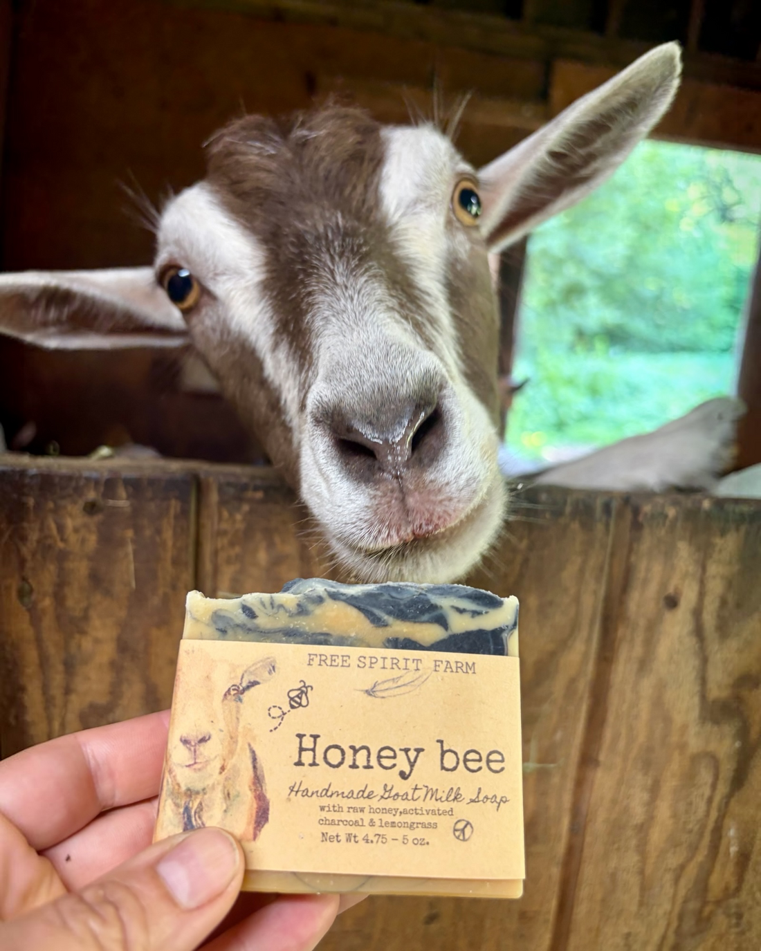 Goat looking at a honey bee-themed soap bar held by a hand.